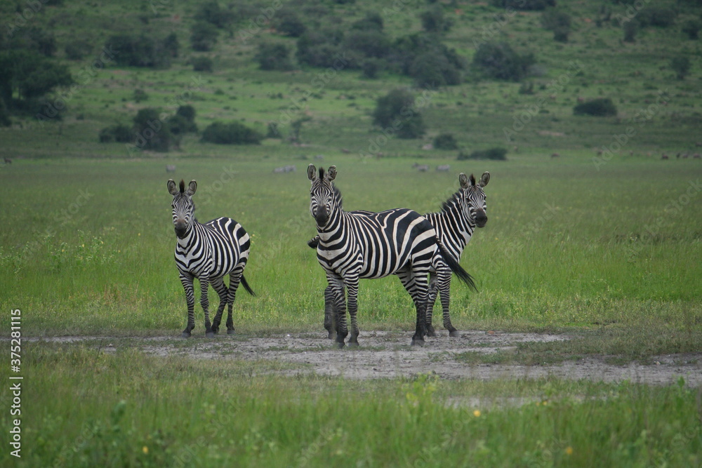 Fototapeta premium しまうま