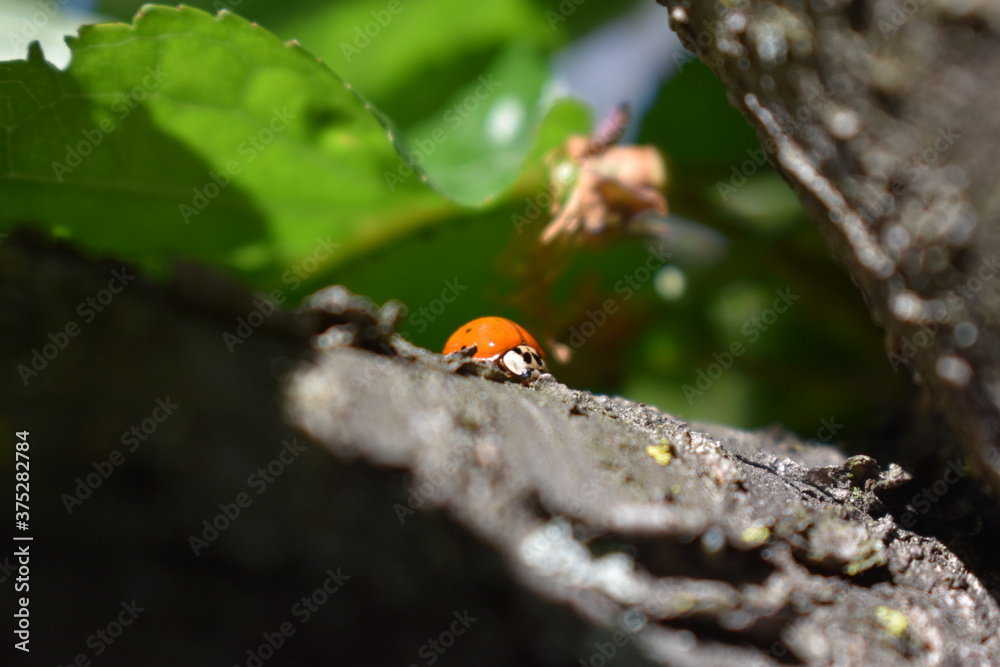 Obraz premium ladybird on a leaf