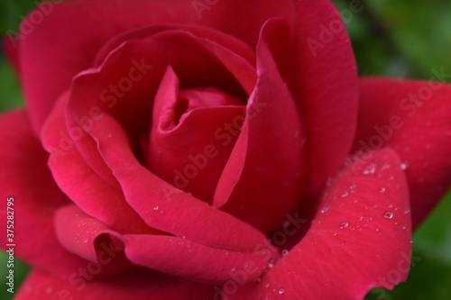 red rose closeup