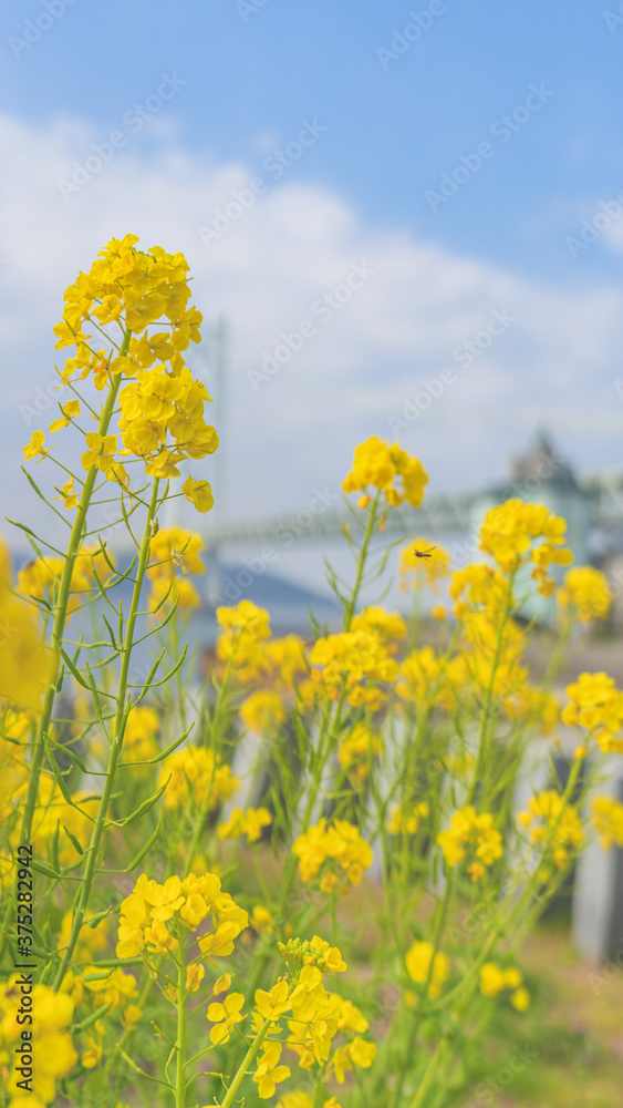 菜の花と明石海峡大橋