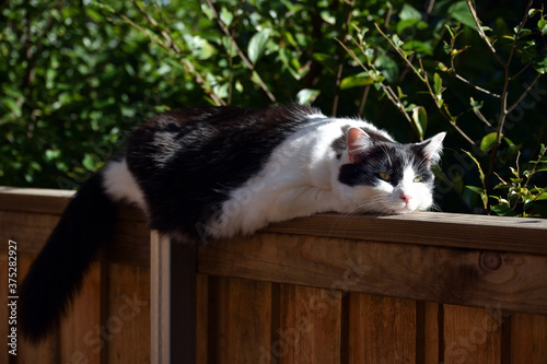 cat on the fence enjoys the sun