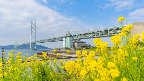 菜の花と明石海峡大橋 © SAM