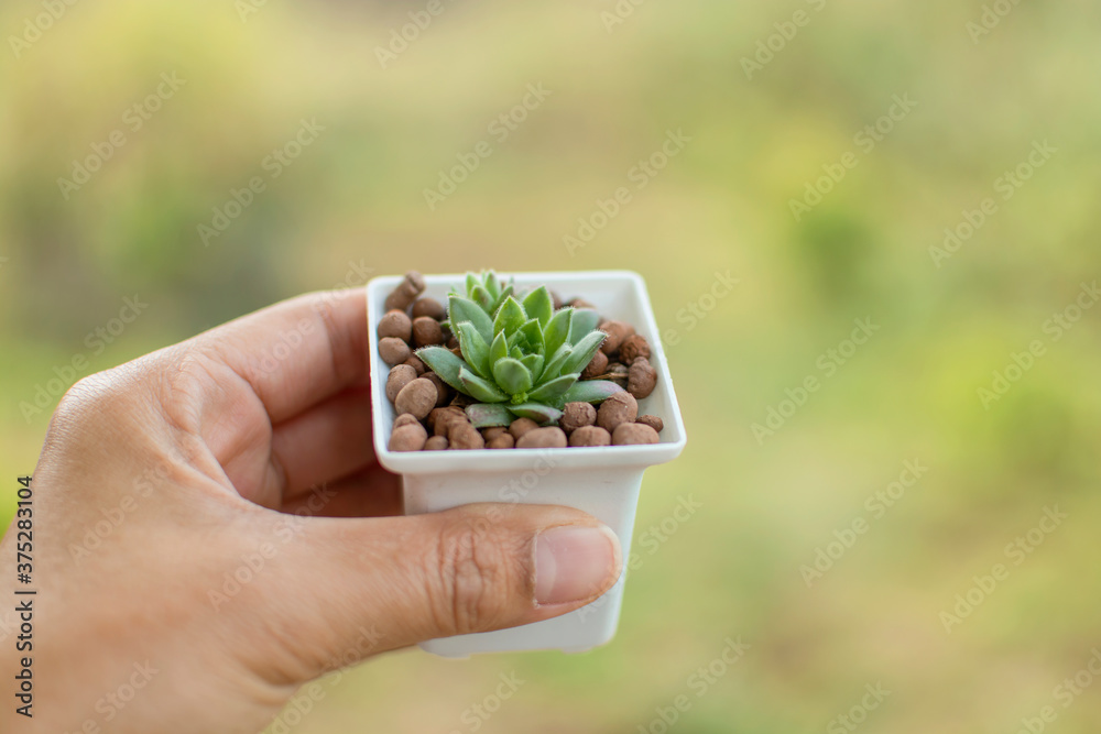 Hand of woman holding a succulent plant in a white pot with green blurred background.