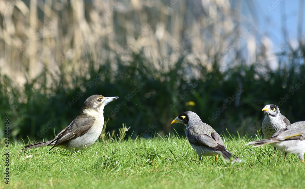 Fototapeta premium birds on the grass