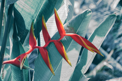 red exotic flower blooming on bright blue leaves, tropical nature background,...