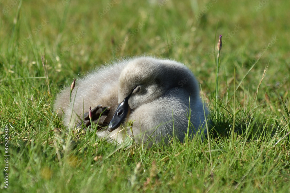 little cygnet of black swan