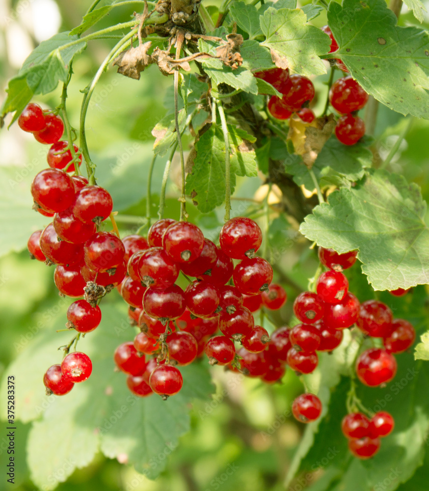 Ripe red currant berries on a bush close - up view Ripe red currant berries on a bush close - up view