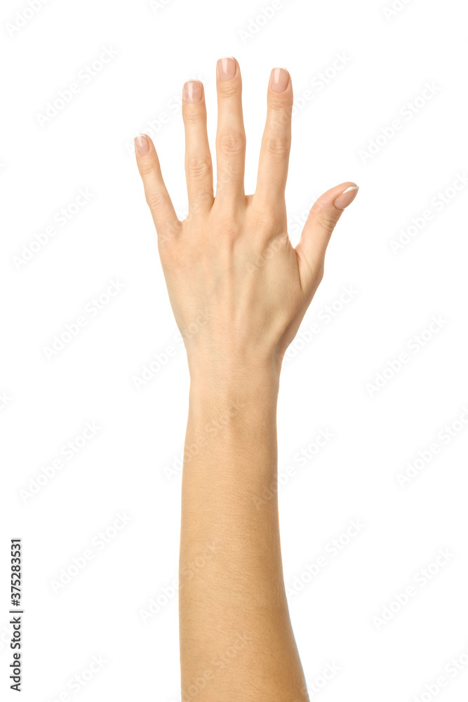 Raised hand voting or reaching. Woman hand gesturing isolated on white Raised hand voting or reaching. Woman hand gesturing isolated on white