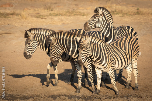 Small zebra herd standing at edge of water in golden afternoon light in Kruger Park South Africa