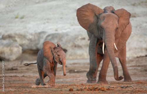 Baby elephant and its mother playing in red sunset with rocks in the background in Chobe River in Botswana
