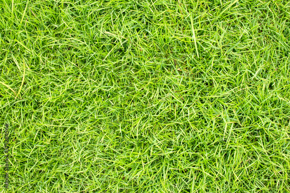 Green lawn for background. Green grass background texture. top view.