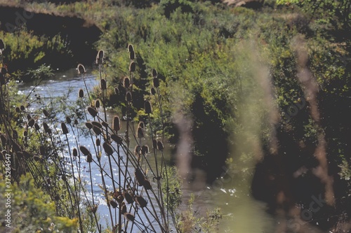 stream in the forest