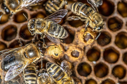 Sealed brood of Honey bees in apiary of beekeeper in hive Nurse bees on the frame with the beeswax and propolis colony photo