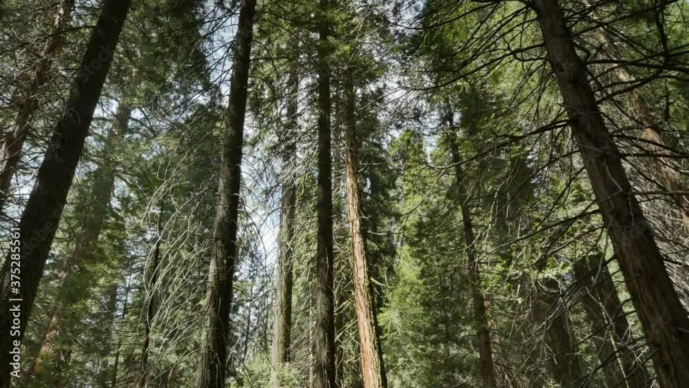 Sequoia Forest Grant Grove Kings Canyon National Park California Handy