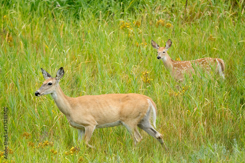 Deer and its fawn in the grass.