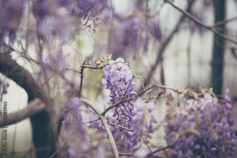 Wisteria or Wisteria floribunda vines in soft light with selective focus. Wisteria or Wisteria floribunda vines in soft light with selective focus.