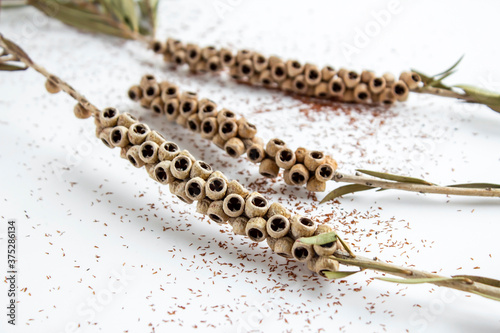 Dried seeds of red bottle brush tree on white background.Mediterranean country plant