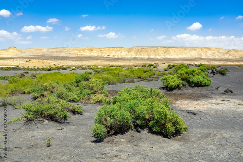 Green plants in the desert, oasis