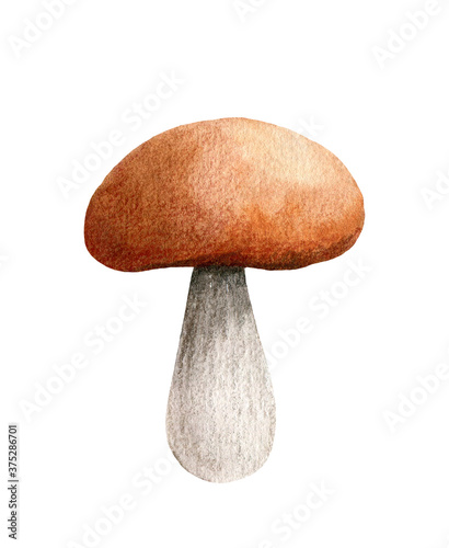 One brown cap boletus isolated on white background. Autumn forest mushroom clipart. Watercolor hand-drawn illustration. Perfect for your project, recipe, menu, cards, prints, covers or patterns.