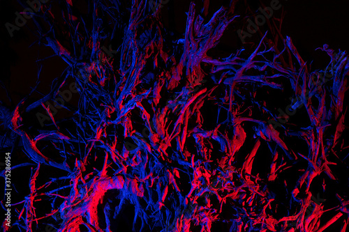Red, purple and blue lighting on roots of a fallen oak tree at night.
