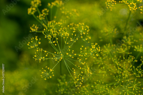 green dill leaves, blooming dill seeds