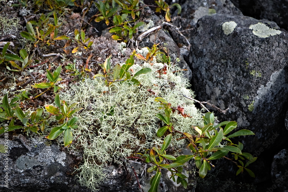 Obraz premium dwarf shrub on the rocks in the mountains