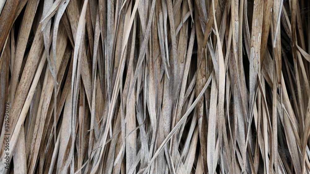 dry palm leaves background texture or wallpaper dry palm leaves background texture or wallpaper