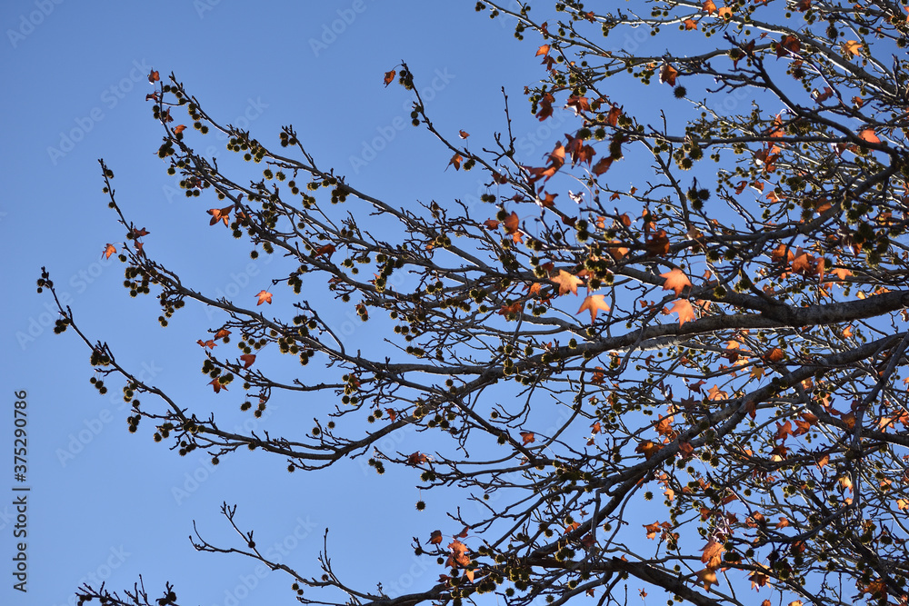 colorful leaves on tree branches against blue sky colorful leaves on tree branches against blue sky