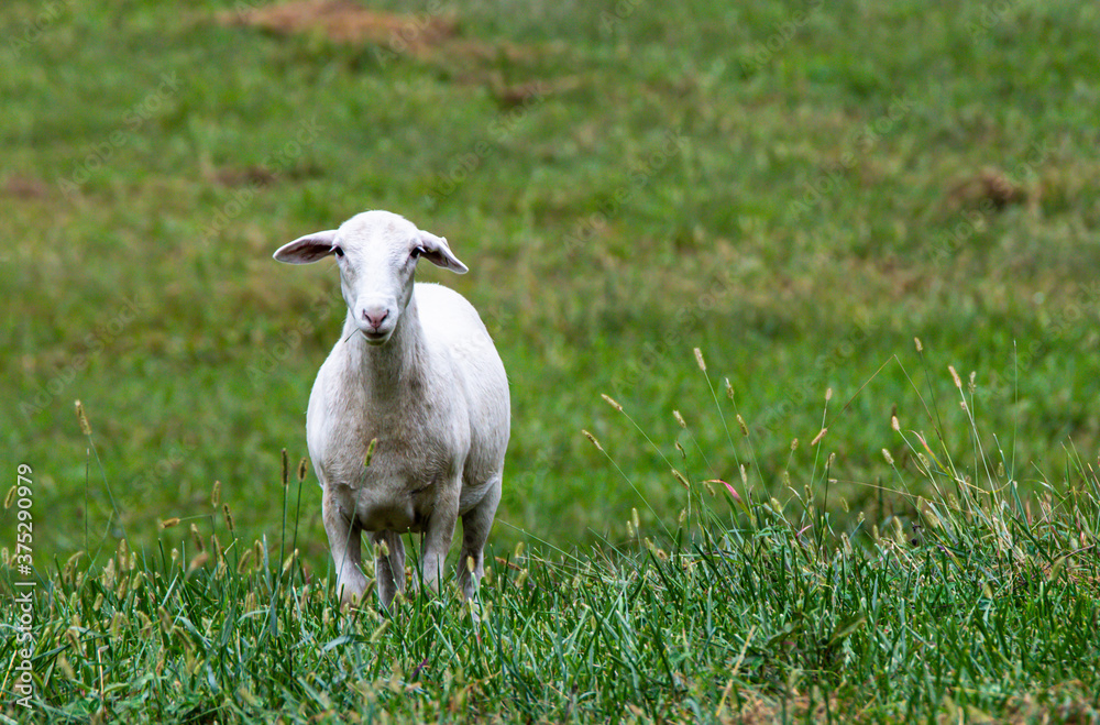 1 sheep standing in a meadow observing the camera 1 sheep standing in a meadow observing the camera