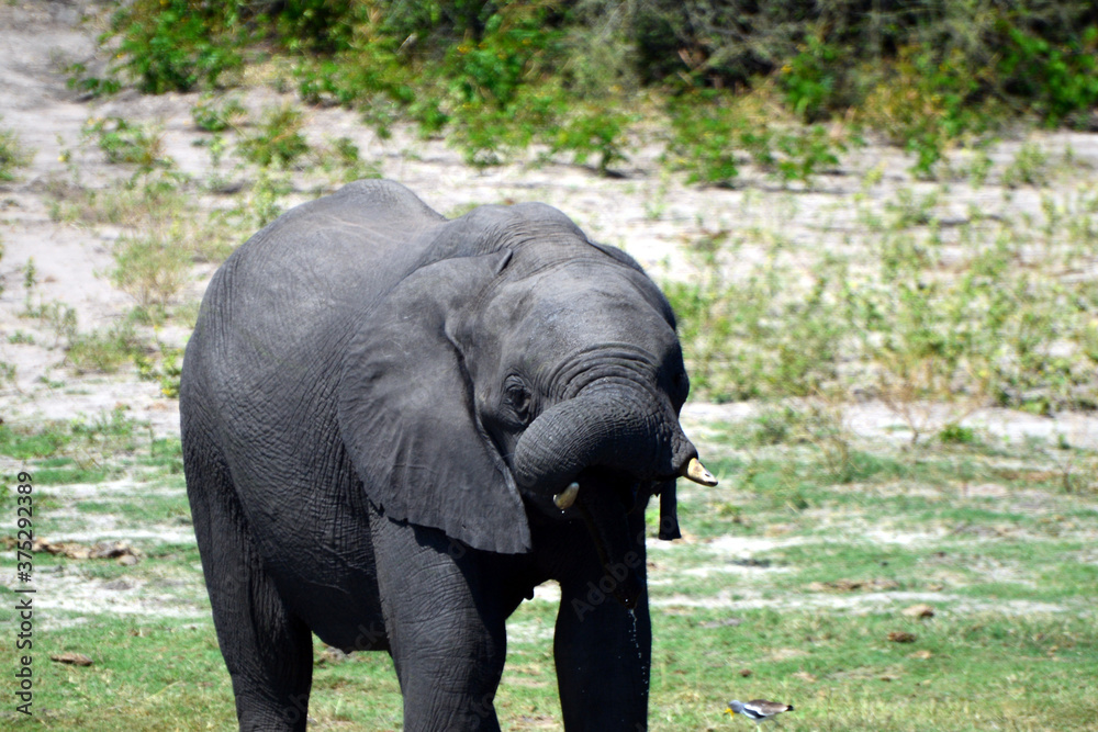 Elephants are cgrossing the Chobe River in Botswana (Nature Park)