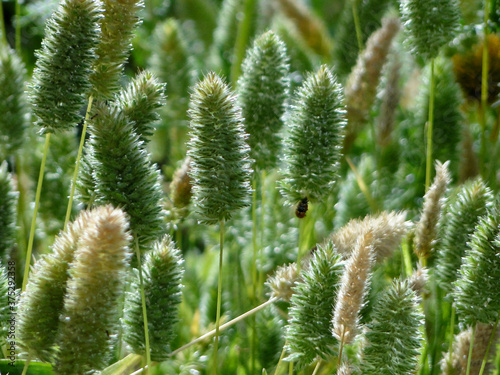 Setaria viridis blooming in field in summer season. Setaria viridis is a species of grass known as green foxtail, green bristle grass, and wild foxtail millet. photo
