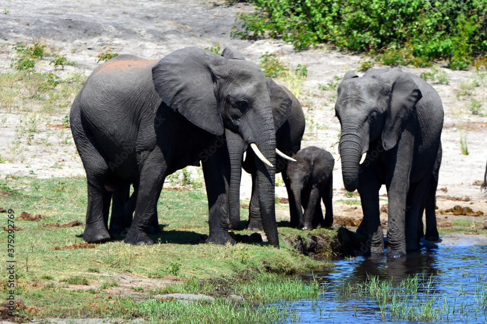 Elephants are cgrossing the Chobe River in Botswana (Nature Park)