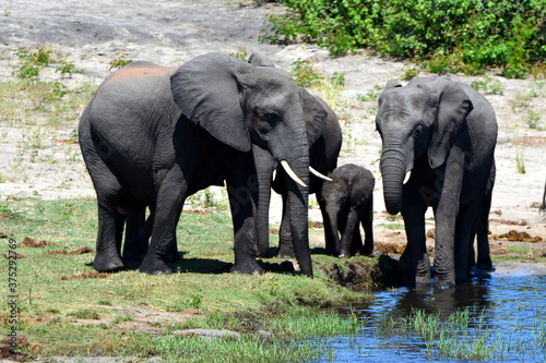 Elephants are cgrossing the Chobe River in Botswana  Nature Park 