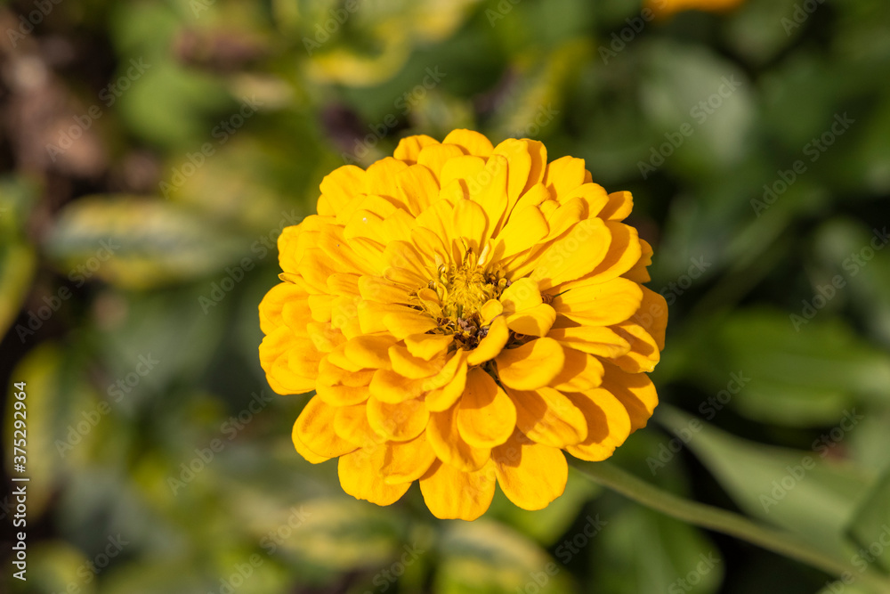 Beautiful Autumn Flowers in a Park Beautiful Autumn Flowers in a Park