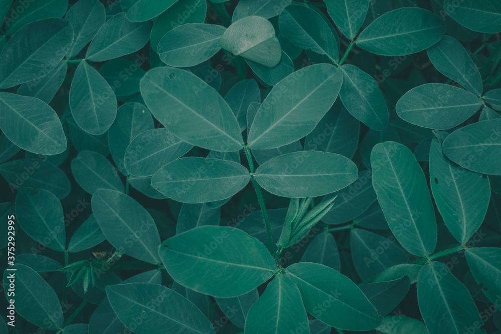 Creative background, leaves background, green leaves pattern, texture Creative background, leaves background, green leaves pattern, texture