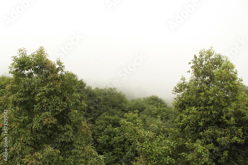 Beautiful jungle in front of the cloudy sky © dipesh