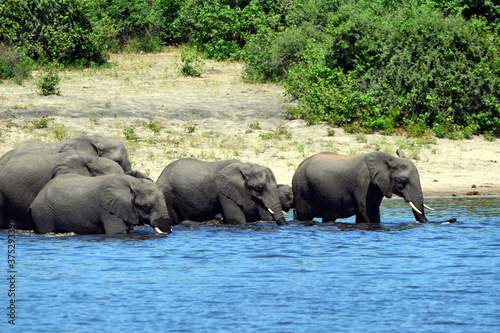Elephants are cgrossing the Chobe River in Botswana  Nature Park 