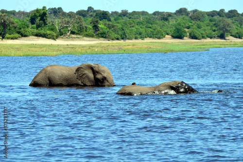 Elephants are cgrossing the Chobe River in Botswana  Nature Park 