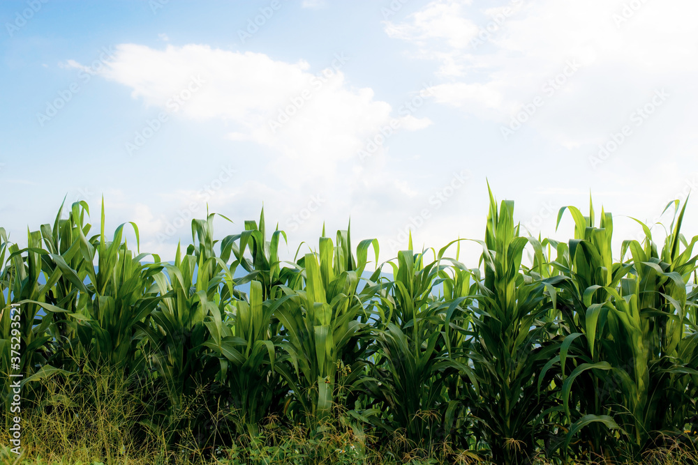 Corn tree are growing at sky. Corn tree are growing at sky.