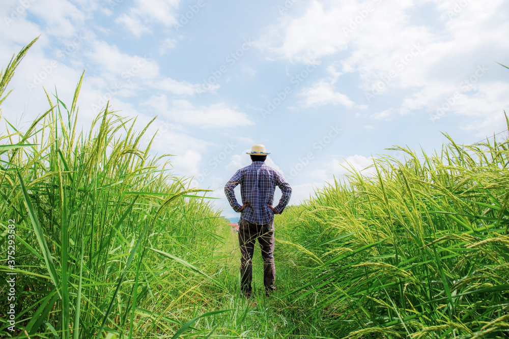 Farmer standing on rice field. Farmer standing on rice field.