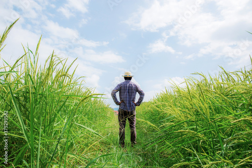 Farmer standing on rice field.