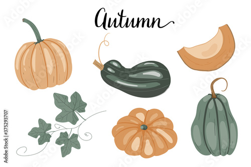 autumn set of vegetables. pumpkins for design. isolated vector elements on white background. print for fabric. poster for design.