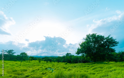 summer landscape with green grass and sky