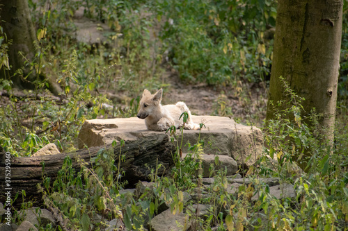 Cute wolfling resting on the tree trunk in the zoo of Osnabruck photo