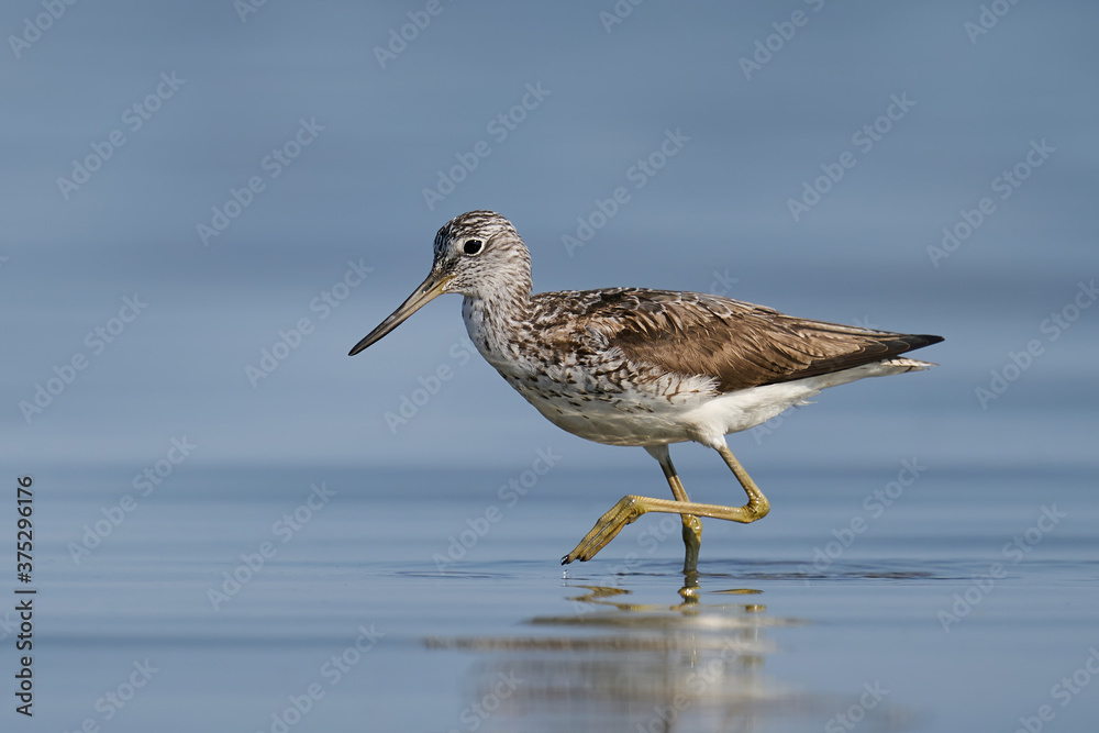 Common greenshank (Tringa nebularia) Common greenshank (Tringa nebularia)