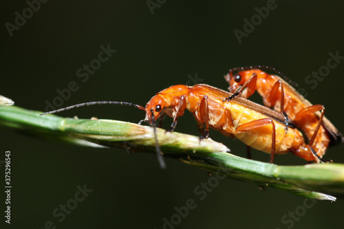 Mating process of common red soldier beetles on a stem of a plant