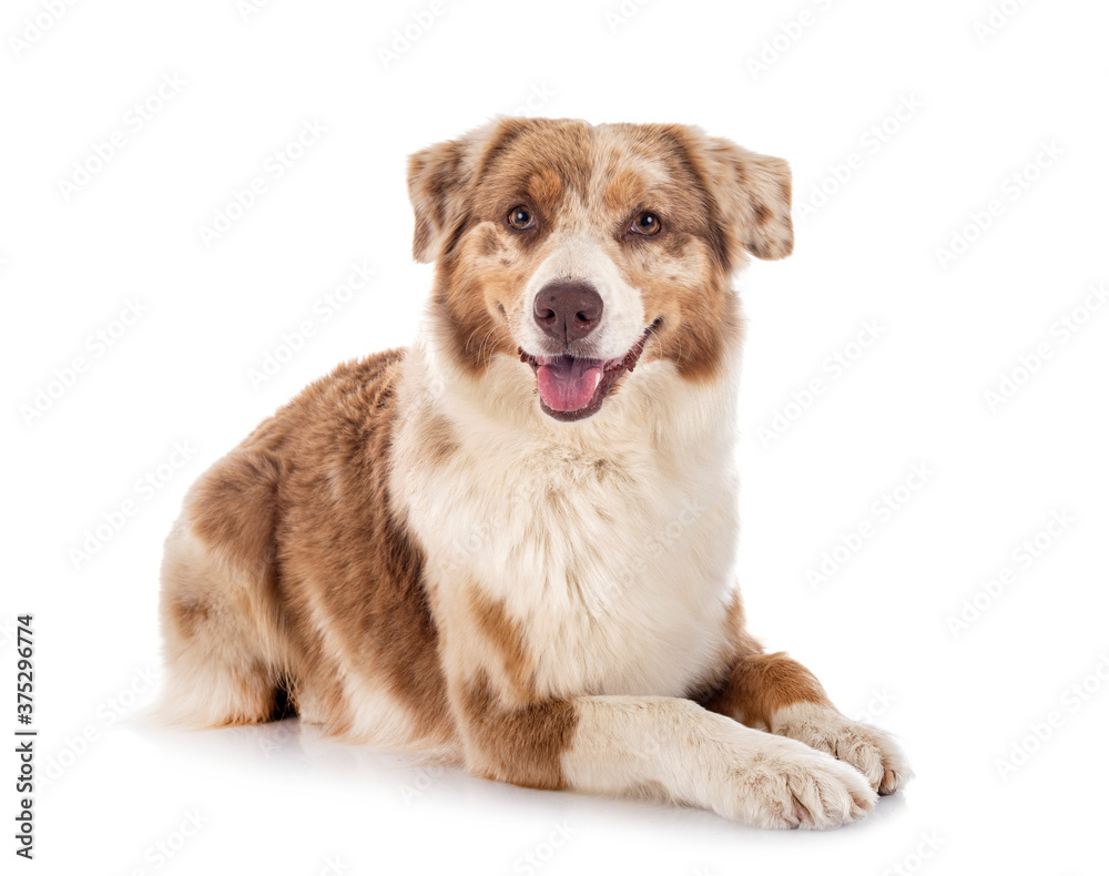 australian shepherd in studio