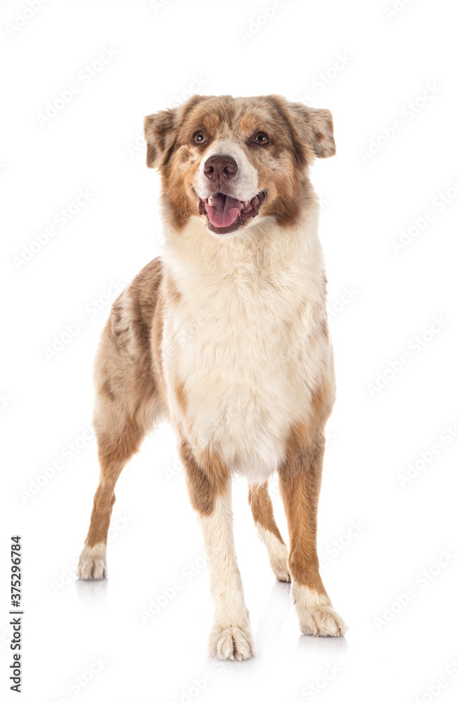 australian shepherd in studio australian shepherd in studio