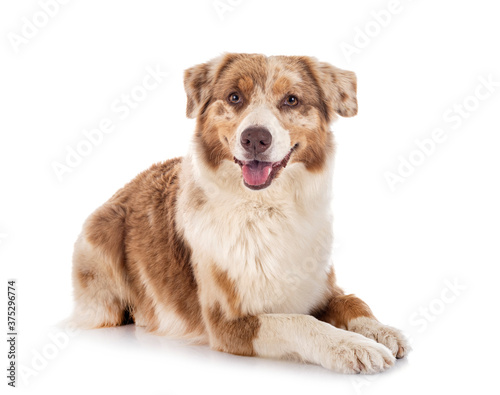 australian shepherd in studio