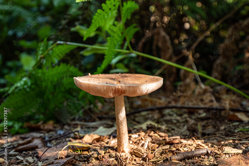 one big brown mushroom with flat cap grown out of wood chips filled ground in the park under the sun one big brown mushroom with flat cap grown out of wood chips filled ground in the park under the sun